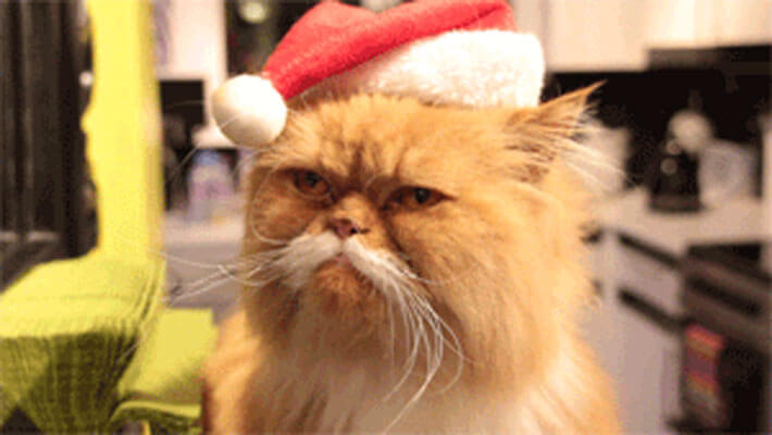 blog-post-christmas-angry-cat